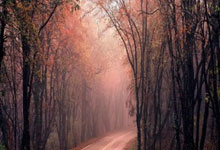 本坦庫爾恢復訓練！復出倒計時！.